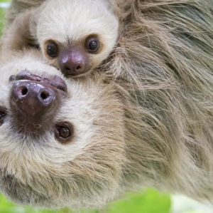 Meet your Posher, Sam